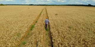 帽子上的农民在小麦田里检查作物。鸟瞰穿过麦田的人。麦田农民行走景观自然农业生长无人机镜头人的天空。4K超高清
