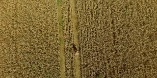 Zoom Man Hat在年轻的麦田和检查作物。鸟瞰图直接上方的农民监测他的小麦平板。麦田农民景观自然农业生长无人机拍摄人。