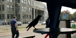 路边咖啡馆桌上的乌鸦