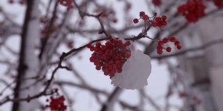 白雪覆盖的树枝上有一棵红红的山白蜡树