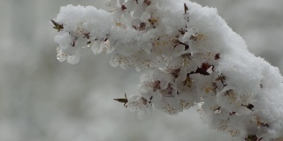 盛开的杏子的枝头被白雪覆盖。特写镜头