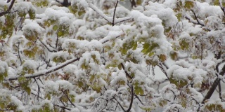 绿色的枫树枝上覆盖着湿漉漉的雪
