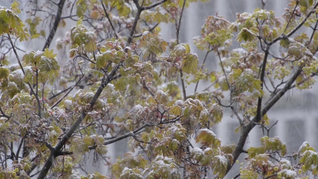 绿色的枫树枝头在湿漉漉的雪地里睡着了