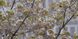 绿色的枫树枝头在湿漉漉的雪地里睡着了