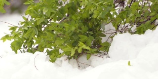 在雪地里长着绿叶的灌木。异常的性质