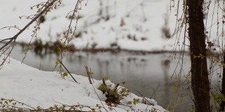 白雪覆盖的河岸，绿油油的树叶。特写镜头