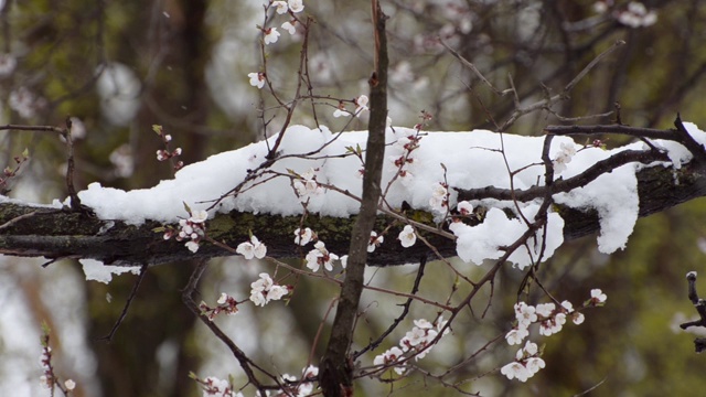 杏花的枝头。下雪