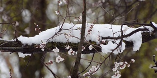 杏花的枝头。下雪