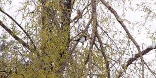 喜鹊坐在盛开的柳树的断枝上。雪,风。自然异常。
