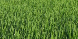 稻田的草被风吹