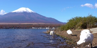 美丽的富士山与枫树在秋天的日本