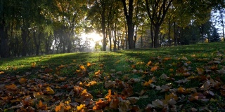 秋天的公园。太阳低垂着，从覆盖着绿草和黄色落叶的地面上冉冉升起。晨光照耀着公园，营造出一种神奇的气氛。替身拍摄,UHD