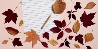 铅笔在一张横线纸上滚动着，停了下来。粉红色的背景与多彩的秋叶。重返校园的概念
