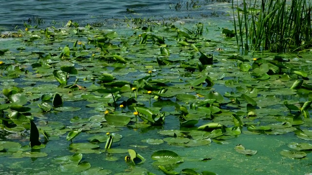 黄睡莲lutea。河上有许多黄色的睡莲。大自然。花
