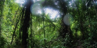 波夫拍摄的人走在热带雨林的徒步探险小径。探索暑假活动