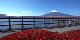 美丽的富士山与枫树在秋天的日本