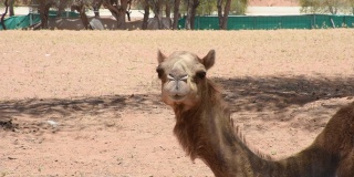 在阿拉伯联合酋长国(UAE)的沙漠沙丘上拍摄的单峰驼(Camelus dromedarius)头部特写。