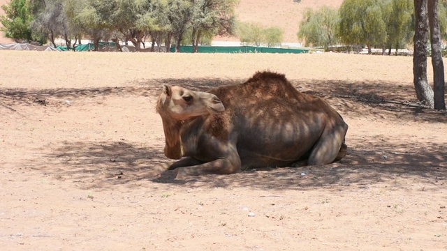 一只单峰骆驼(Camelus dromedarius)坐在阿拉伯联合酋长国(UAE)的沙漠沙丘上。