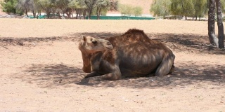 一只单峰骆驼(Camelus dromedarius)坐在阿拉伯联合酋长国(UAE)的沙漠沙丘上。