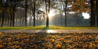 秋天的公园。在秋天的公园里，太阳从树后出来，用它的光芒照耀着每一个地方。黄色的树叶躺在地上。平铺小路，绿草茵茵。替身,UHD