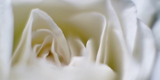 旋转微距近镜头美丽的盛开的白玫瑰花