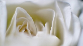 旋转微距近镜头美丽的盛开的白玫瑰花视频素材模板下载