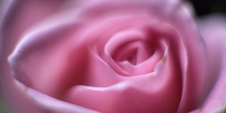 旋转微距近摄美丽盛开的粉红色玫瑰花