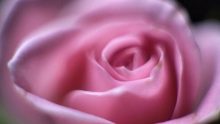 旋转微距近摄美丽盛开的粉红色玫瑰花视频素材模板下载