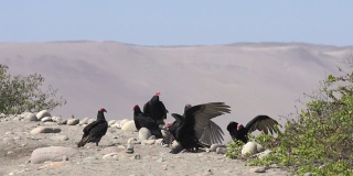 在智利阿里卡的卢塔河湿地的阿塔卡马沙漠海岸，一群令人惊叹的红头秃鹰在为自己的位置而战斗