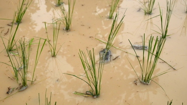 秧苗在稻田里，秧苗在水里，新鲜，绿色