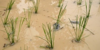 秧苗在稻田里，秧苗在水里，新鲜，绿色