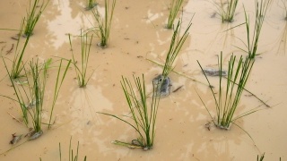 秧苗在稻田里，秧苗在水里，新鲜，绿色视频素材模板下载