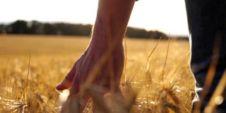 男性的手移动小麦种植在种植园上的特写。一个年轻人穿过麦田，轻轻地抚摸着金黄的麦穗。阳光在背景。后视图慢动作
