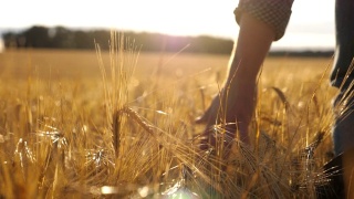 男性的手移动小麦种植在种植园上的特写。一个年轻人穿过麦田，轻轻地抚摸着金黄的麦穗。阳光在背景。后视图慢动作视频素材模板下载
