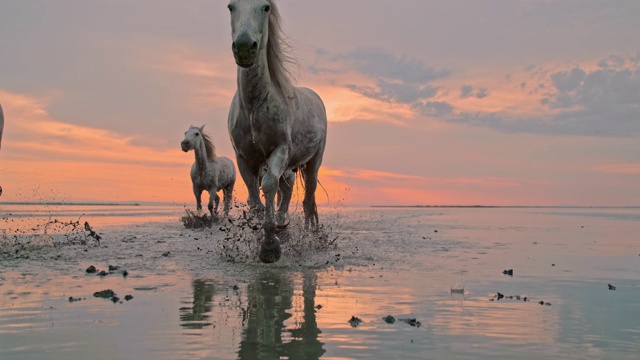 日落时分，在海滩上奔跑的马
