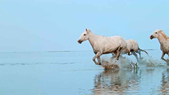 SLO MO马在海滩浅水中奔跑