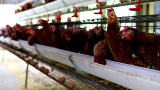 农场里的鸡正在下蛋。视频素材模板下载