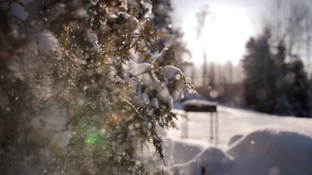 雪花从树枝上飘落下来