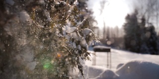 雪花从树枝上飘落下来