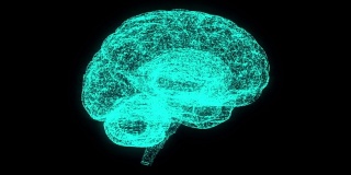 大脑三维全息图