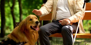 导盲犬守护着一位老年盲人坐在公园里读盲文