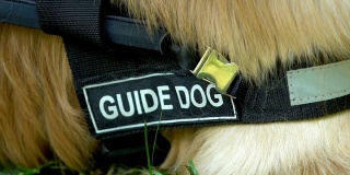 宠物项圈上有导盲犬题字躺在草地上，是经过专门训练的狗
