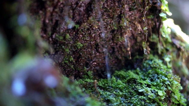 特写水从青苔中流出