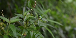 一个金龟子，也被称为死荨麻叶甲虫坐在绿色植物上的花园的特写侧视图