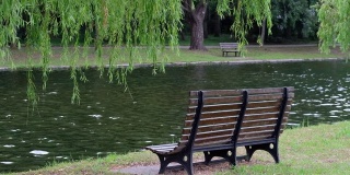 河边绿树下的公园长椅。