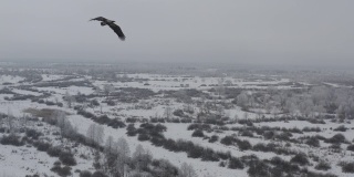 在切尔诺贝利地区飞行的白尾鹰