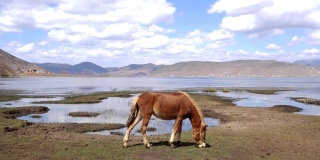 云南香格里拉纳帕湖草原上的马