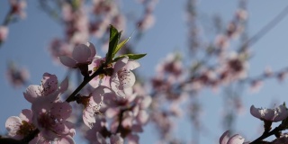 碧蓝的天空和落英的桃树果花