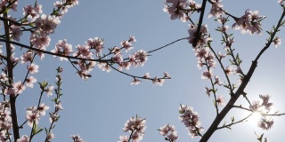 早晨的朝阳和落英桃树春日的鲜花挂在枝头