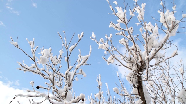 冬天蓝色的天空和覆盖着胡桃树枝的雪